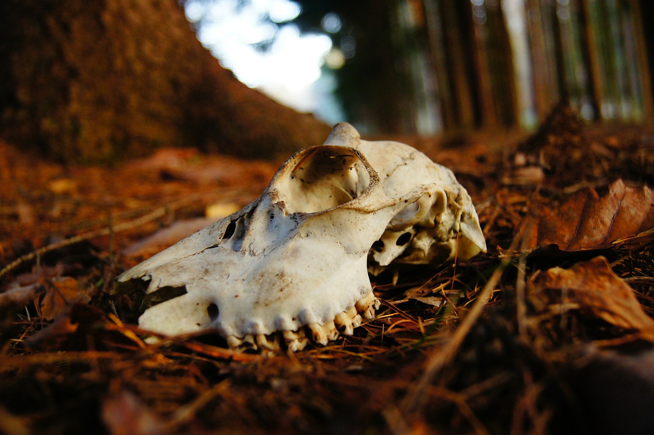 skull bone forest free photo