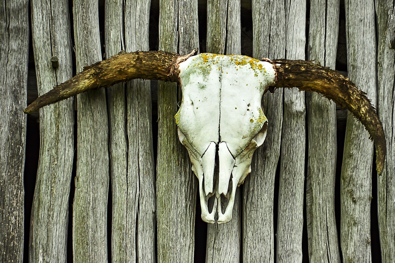 skull beef bone free photo