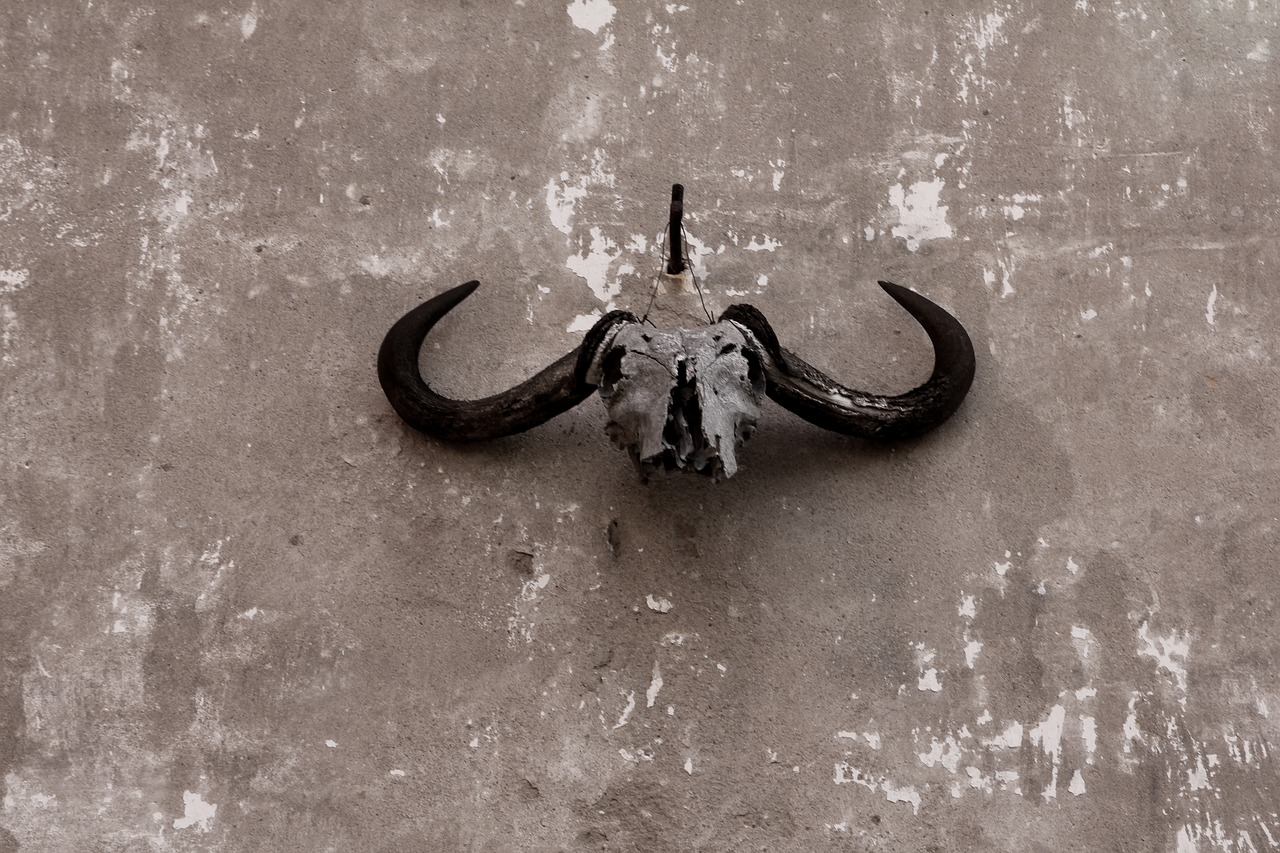skull gnu ox free photo