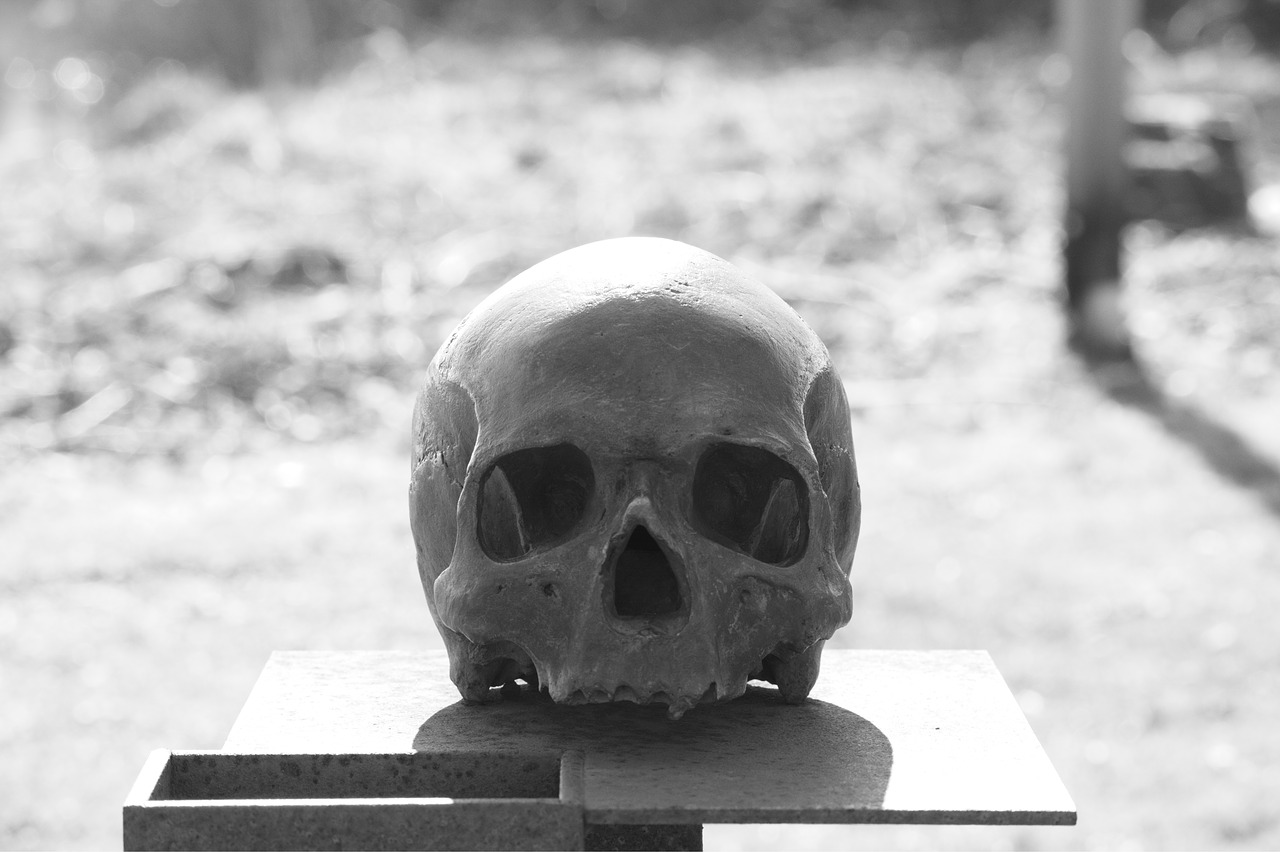 skull head skull and crossbones free photo