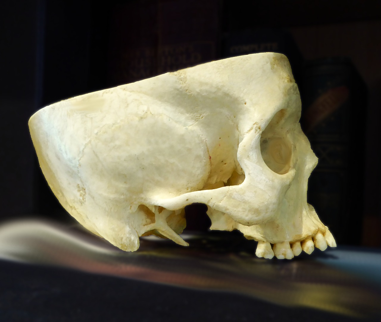 skull anatomy cranium free photo