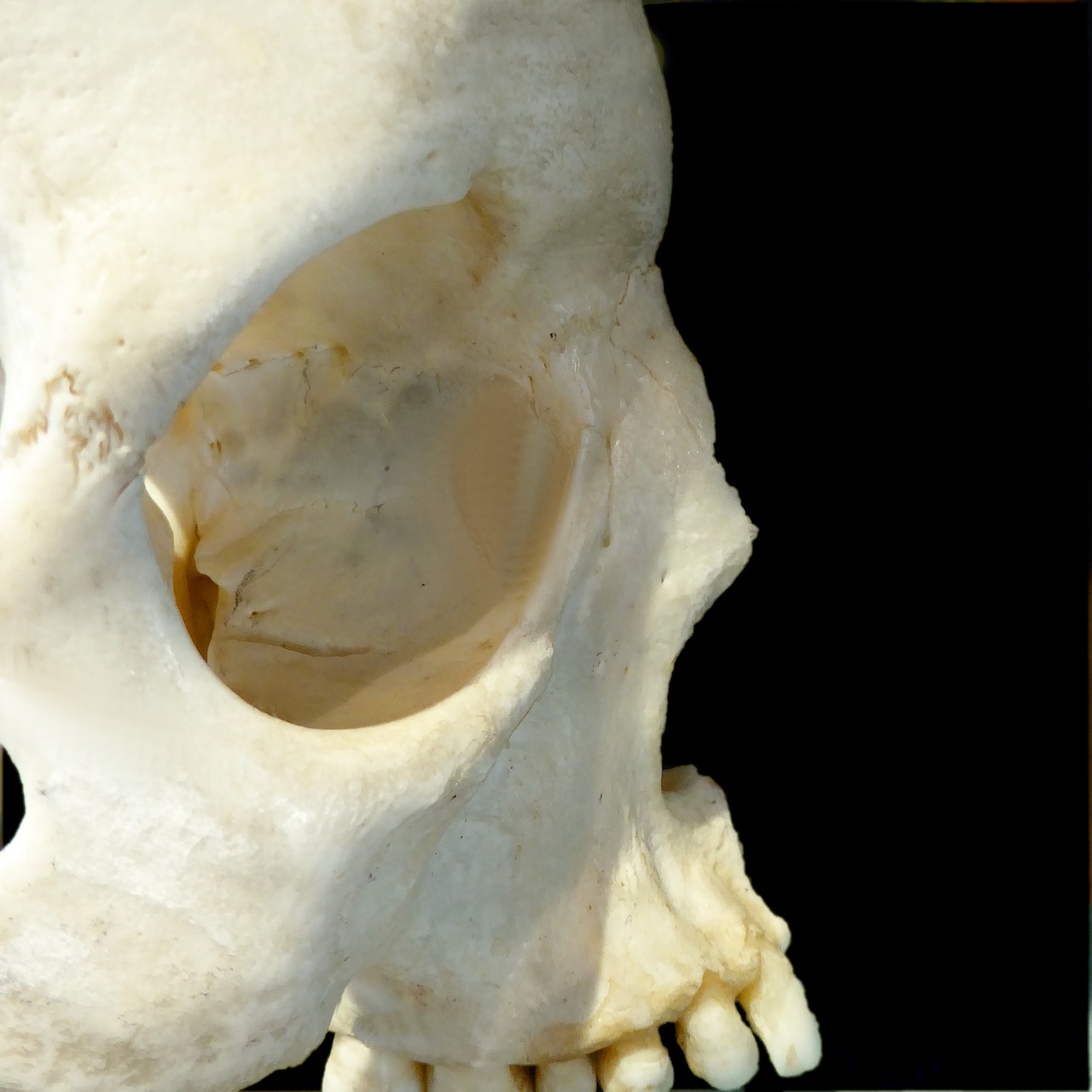 skull profile bone free photo