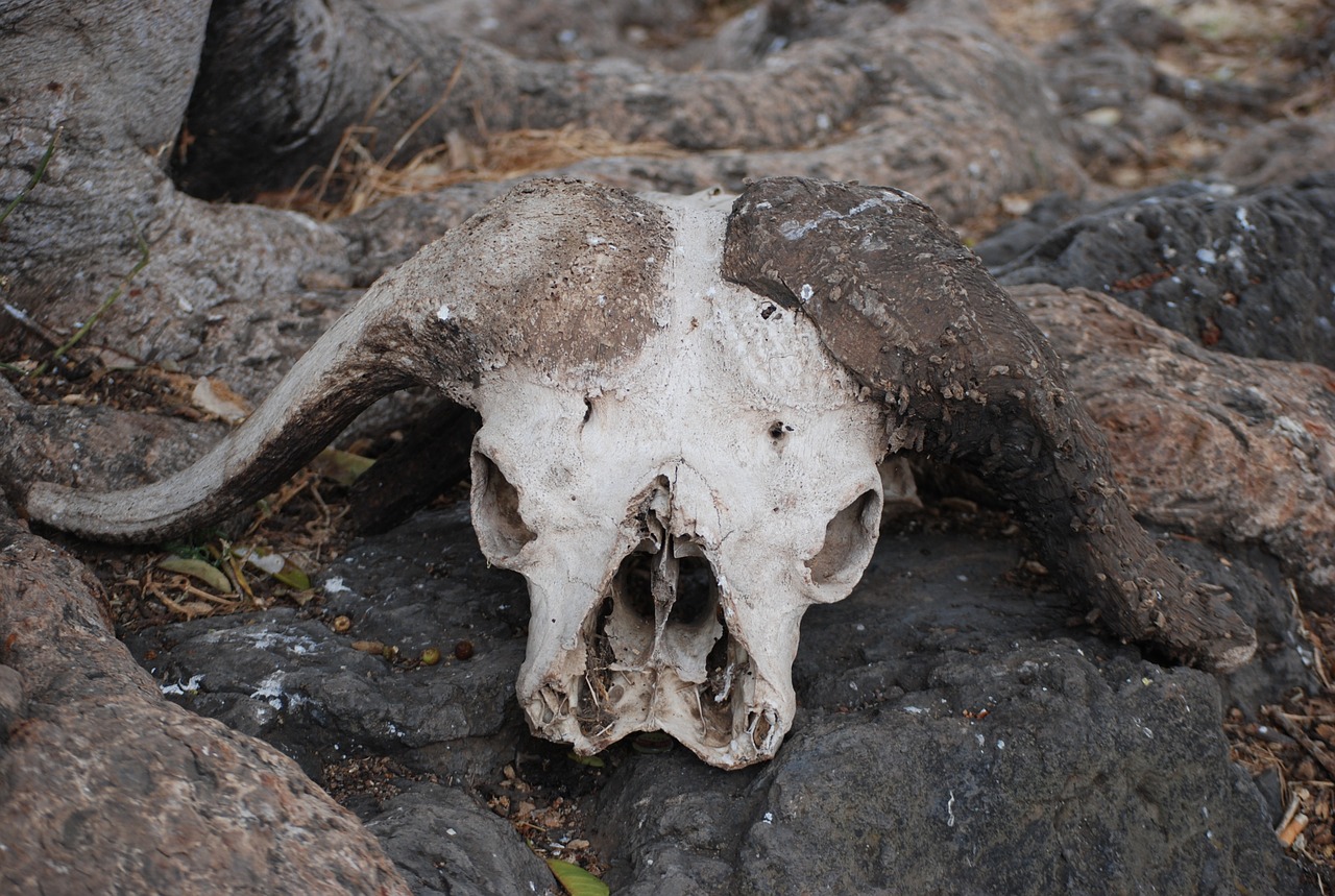skull buffalo africa free photo