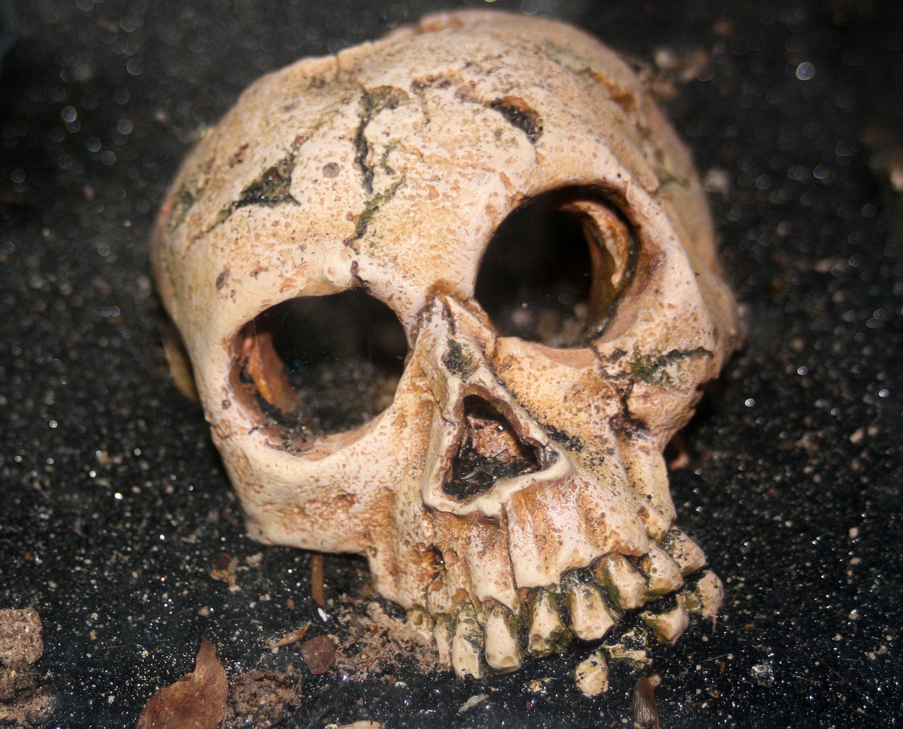 skull skeleton human free photo