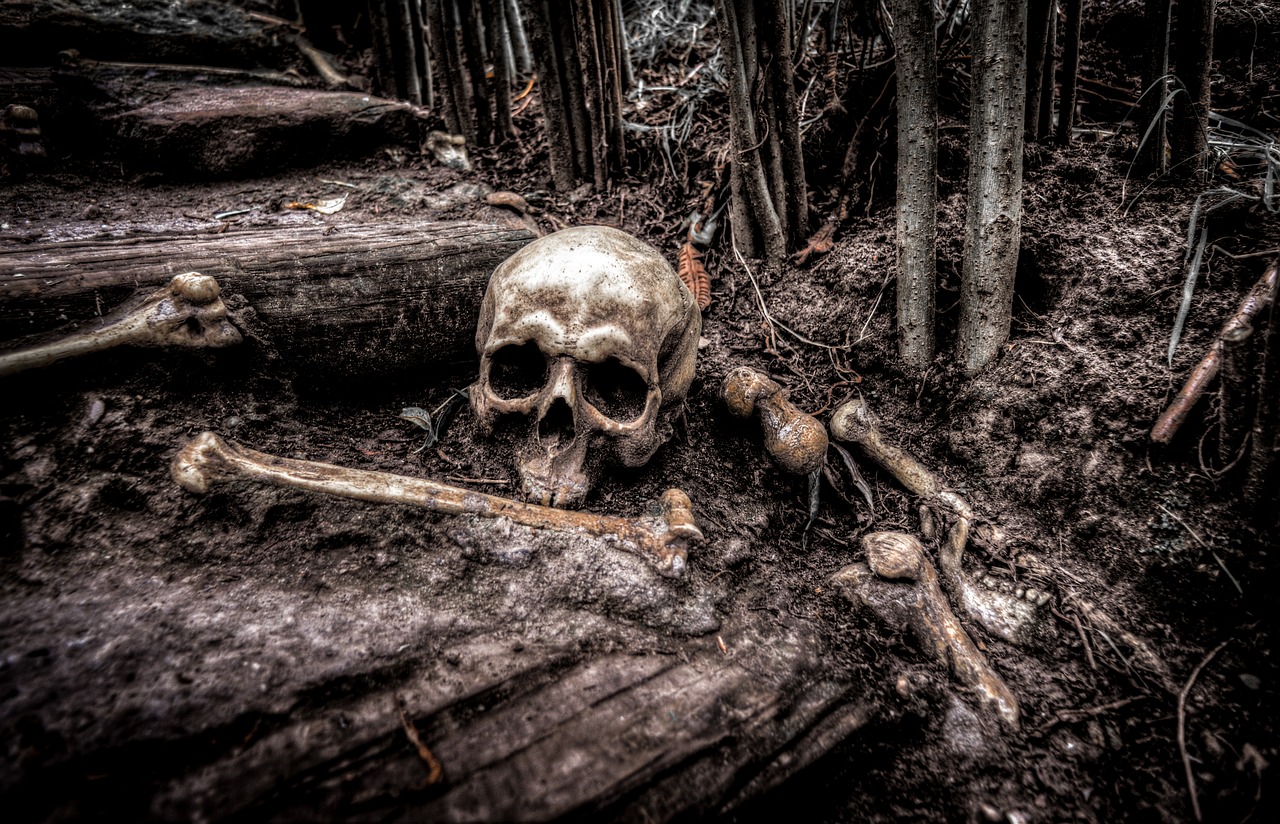 skull bones skeleton free photo