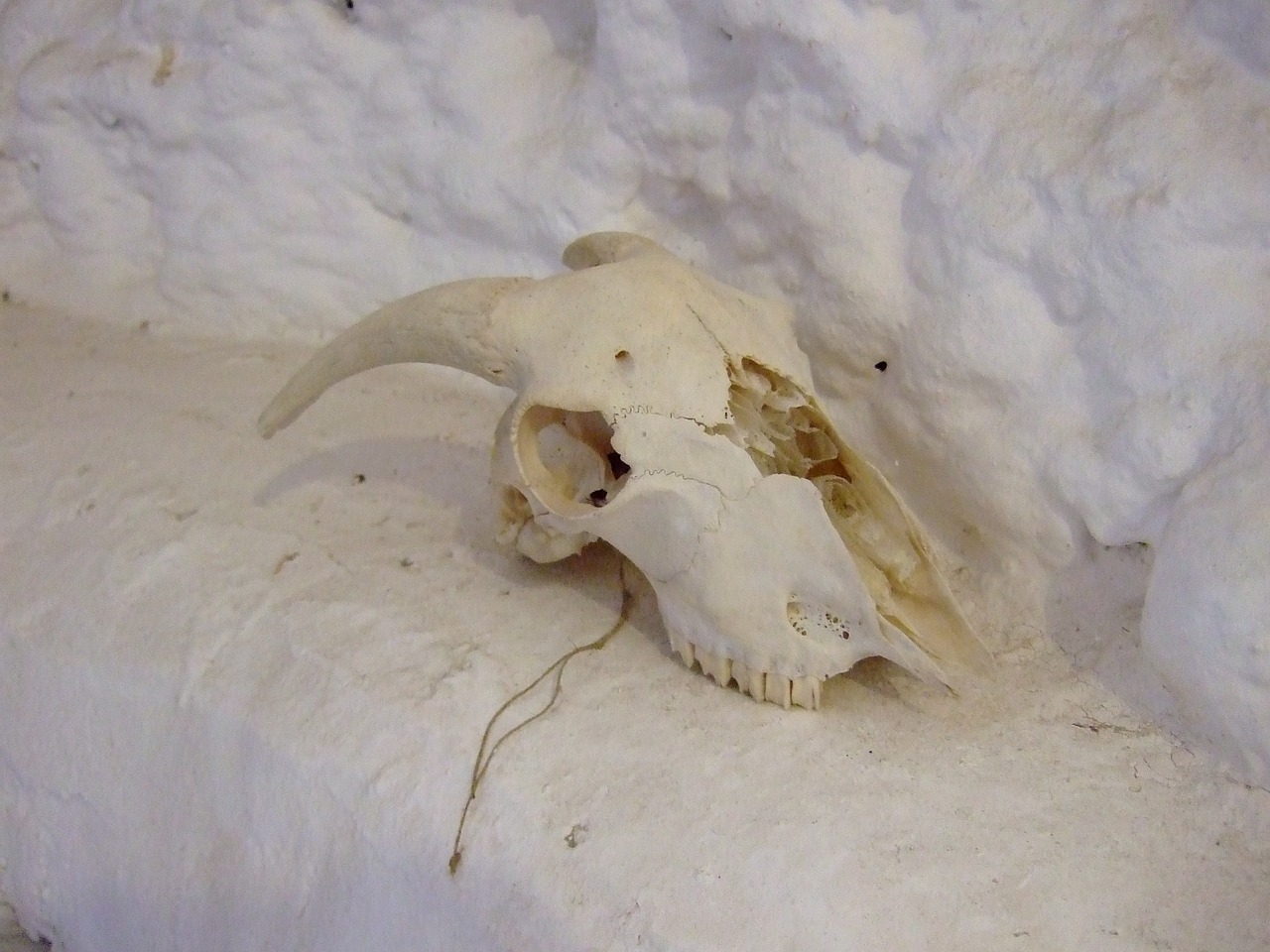 skull goat andalusia free photo