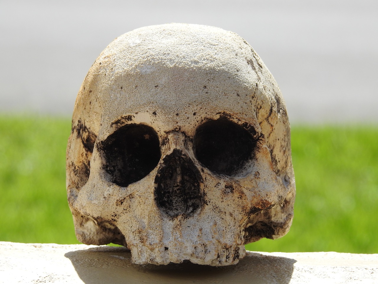 skull death head free photo