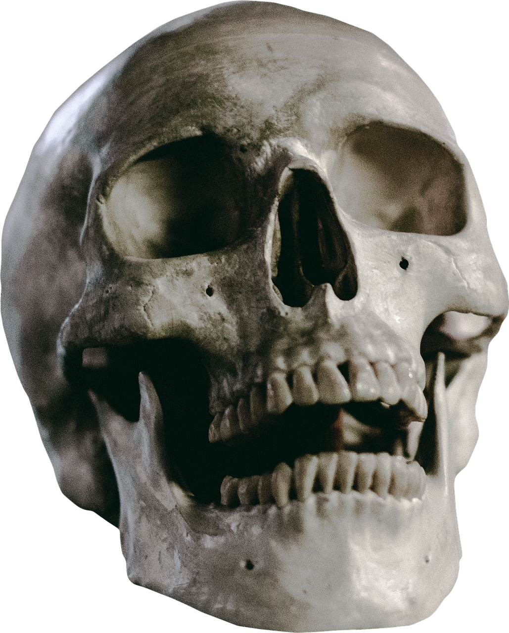 skull skeleton head free photo