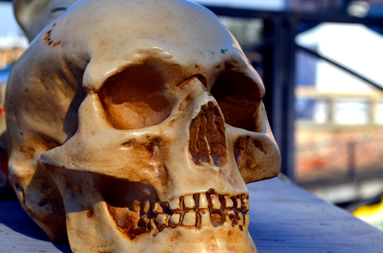 skull antiques free pictures free photo