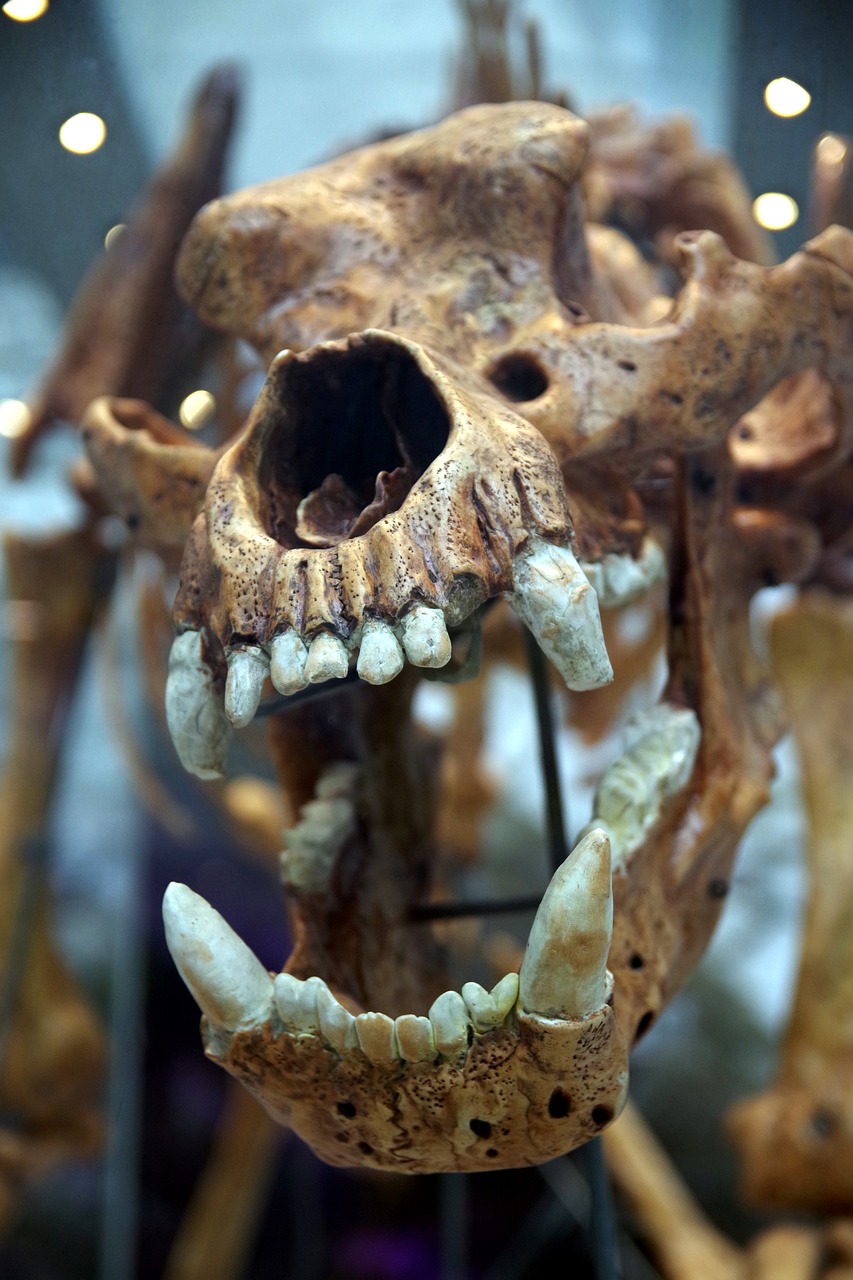 skull teeth fangs free photo
