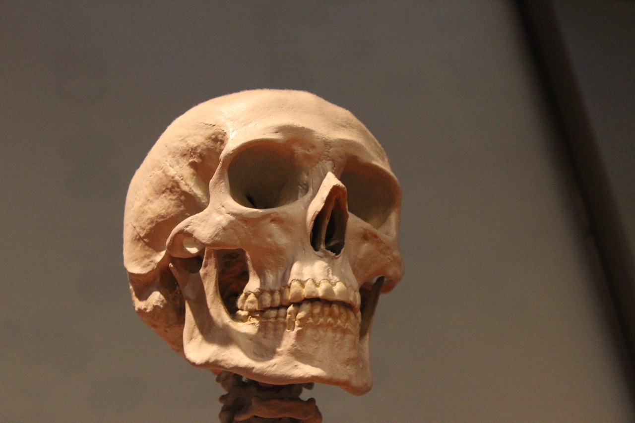skull skeleton head free photo
