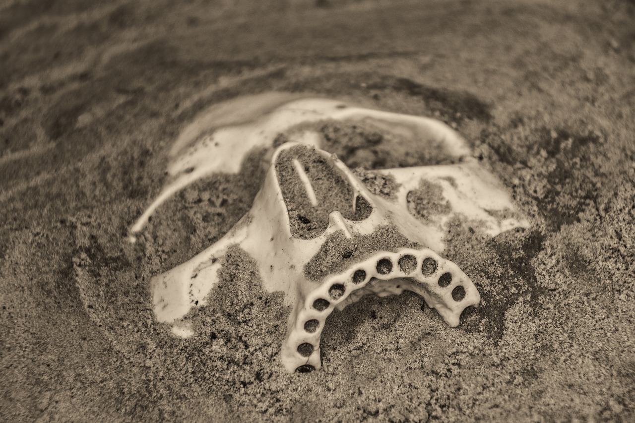 skull death fossil free photo