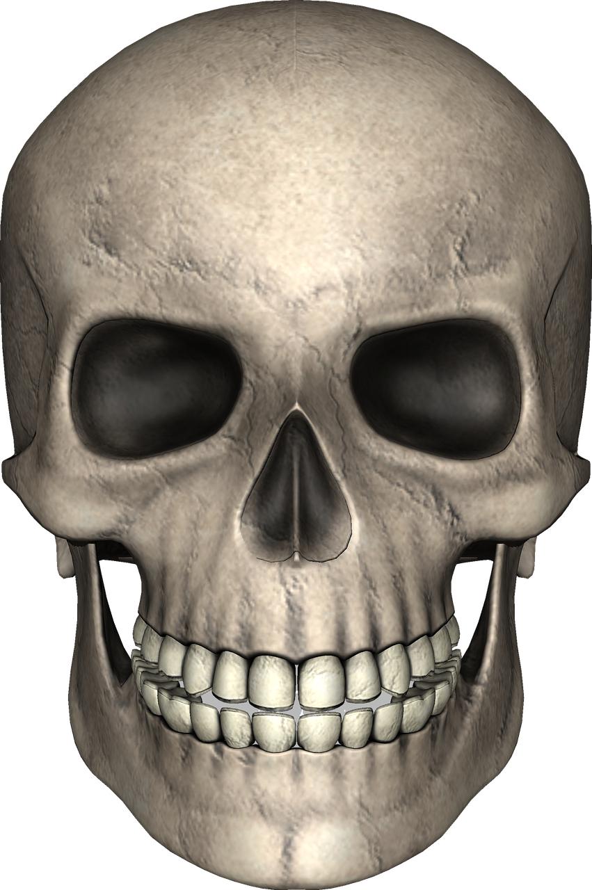 skull isolated skull and crossbones free photo