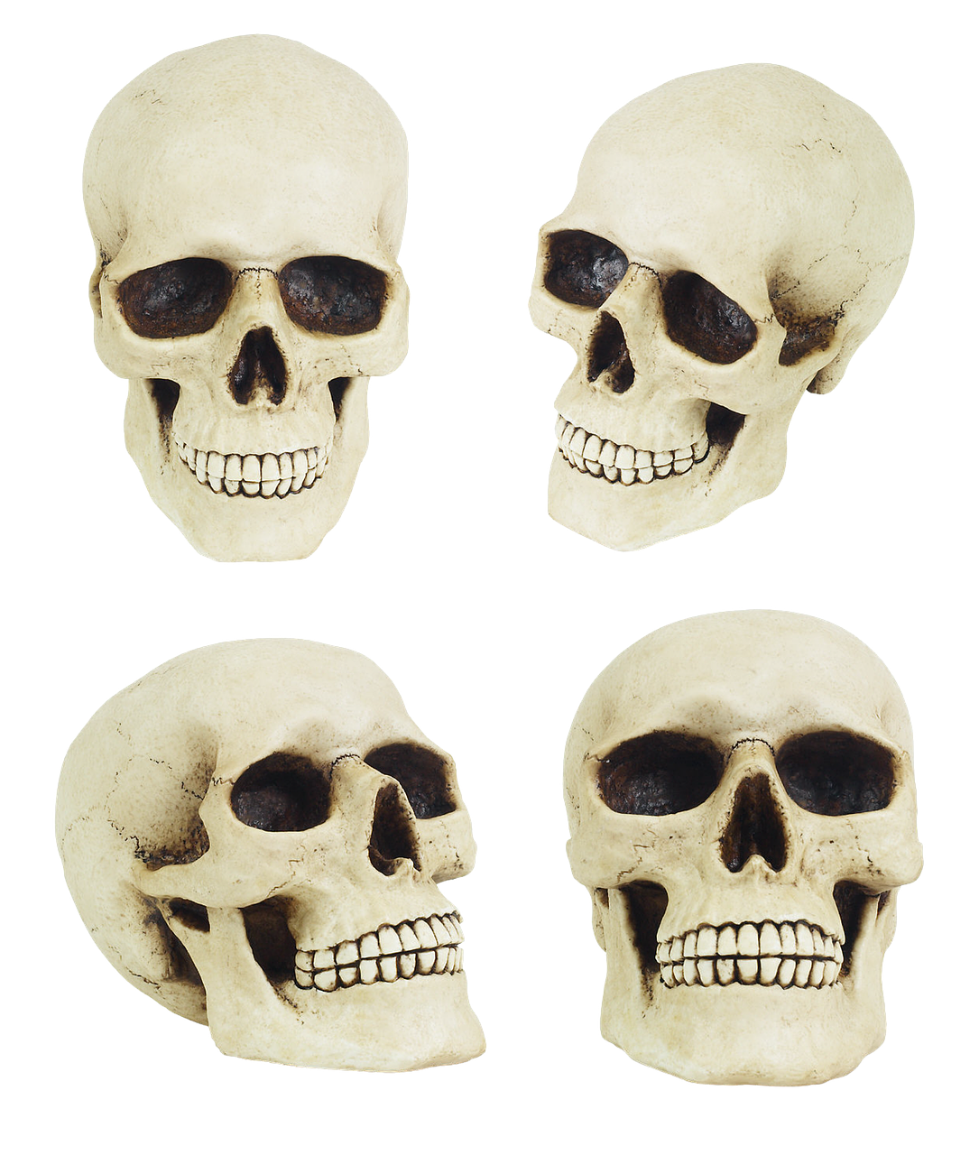 skull anatomy jaw free photo