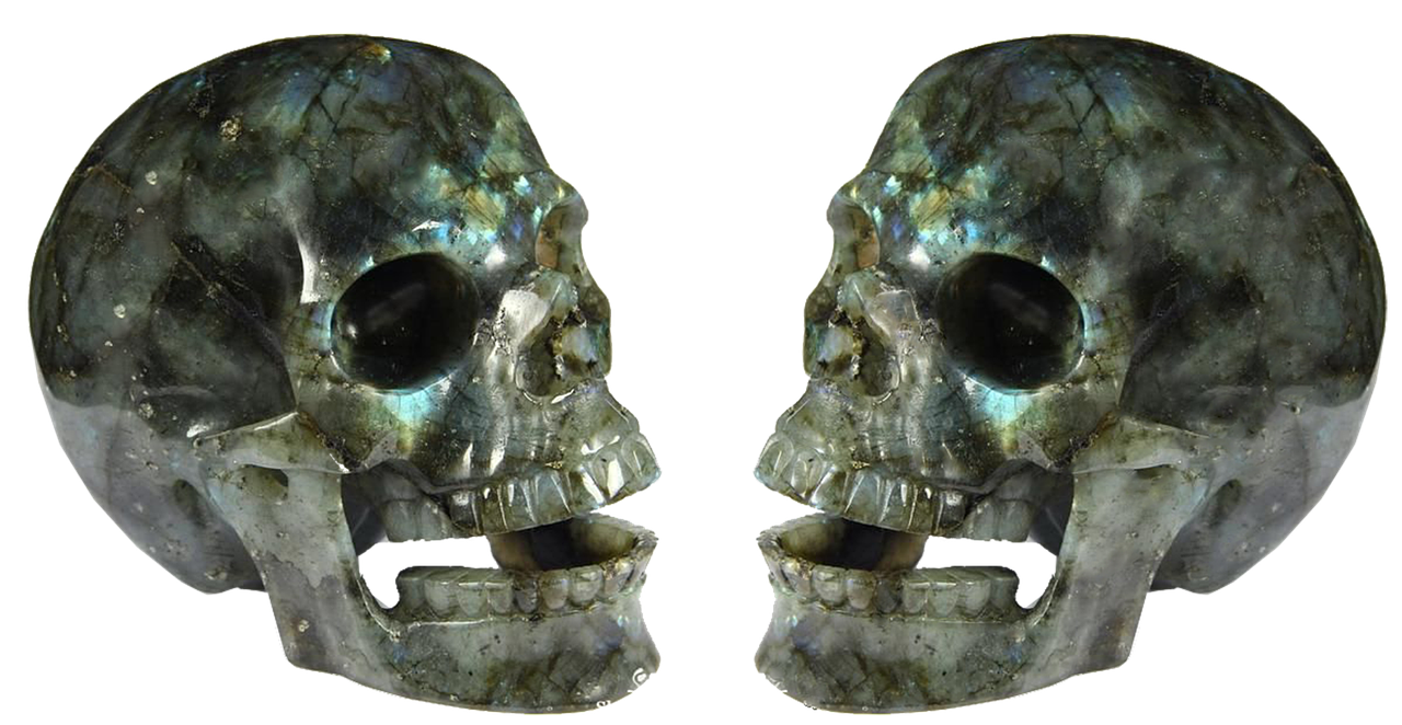 skull isolated skull and crossbones free photo