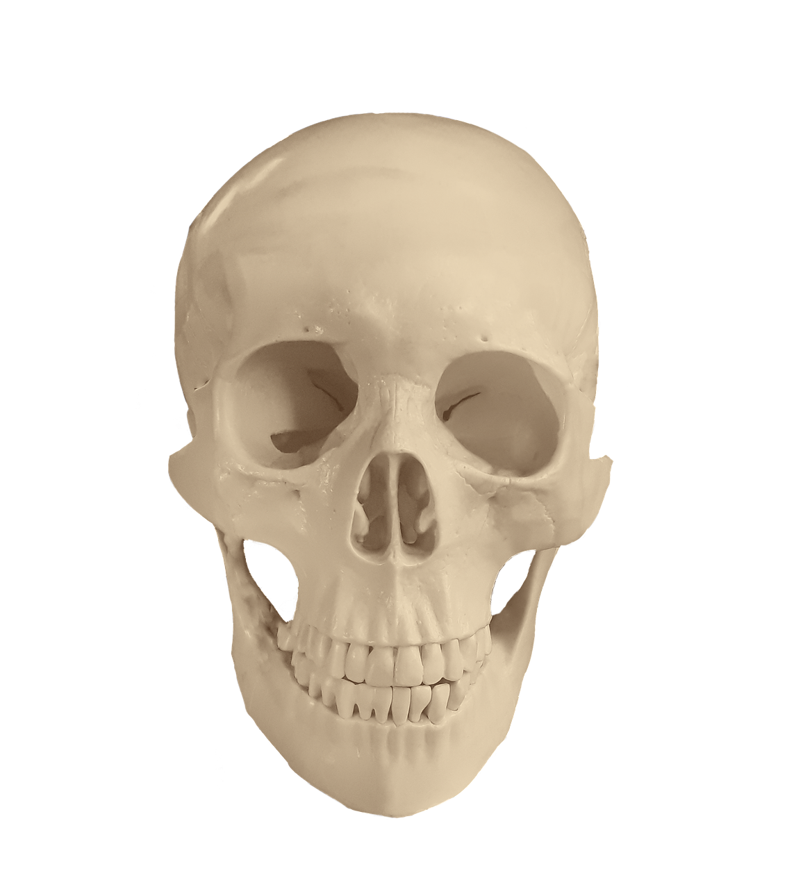 skull anatomy bones free photo