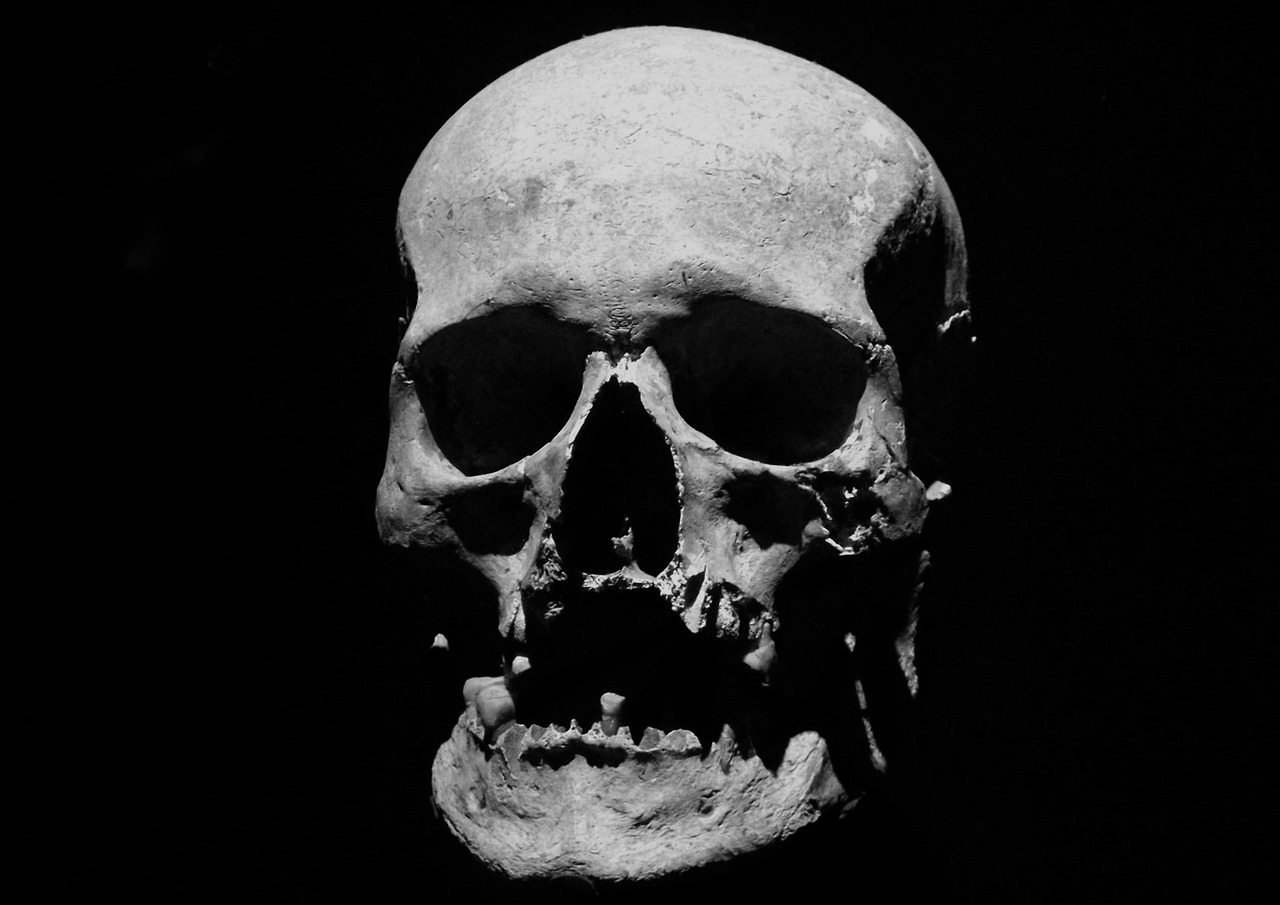 skull corpse halloween free photo