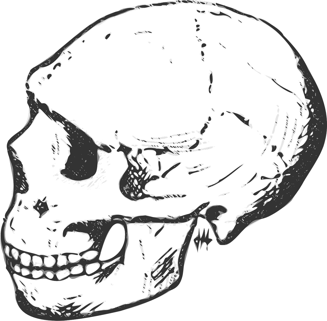 skull head human free photo