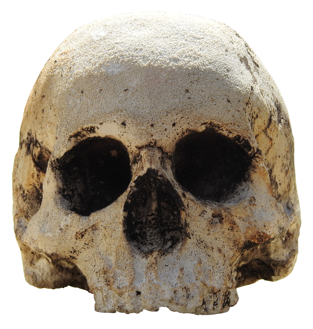 skull head skull and crossbones free photo