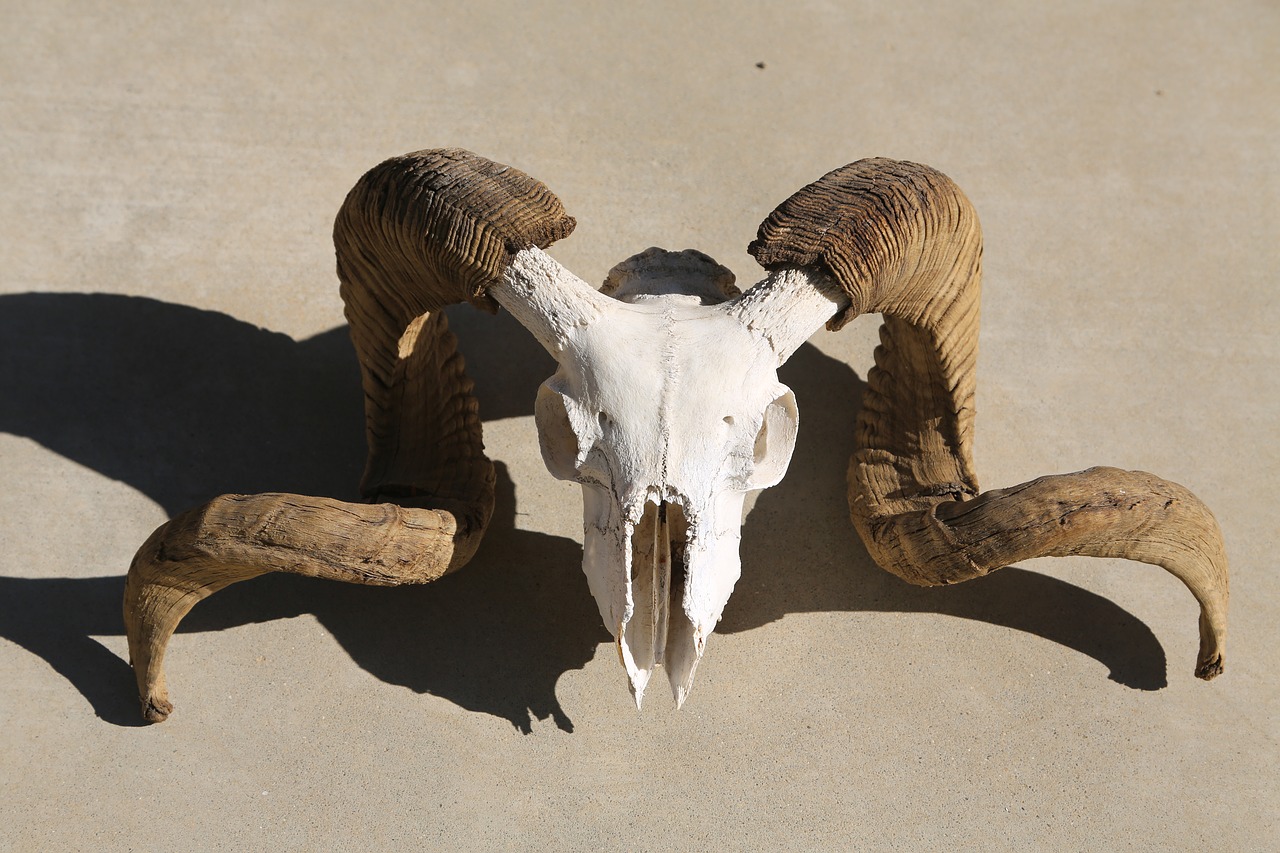 skull mammal horn free photo
