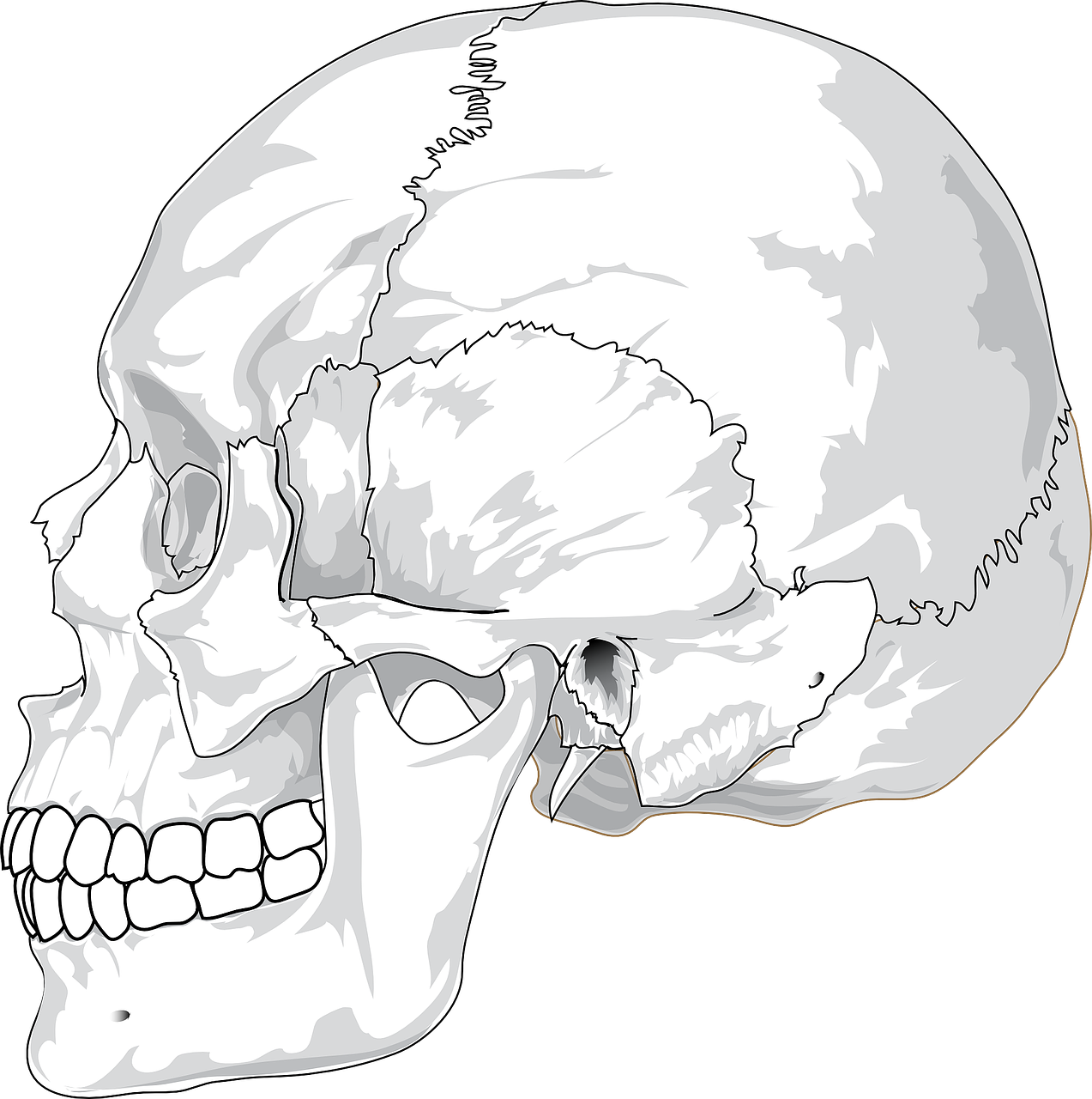 skull cracked head free photo