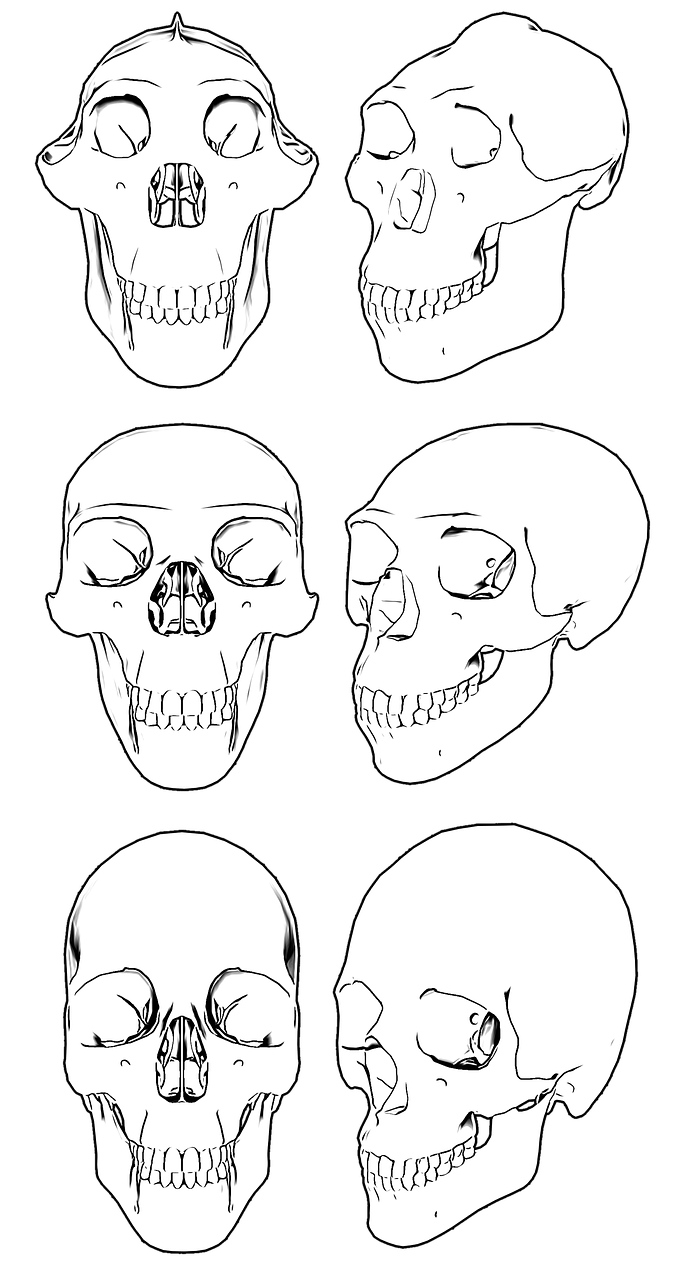 skull skulls skeleton free photo