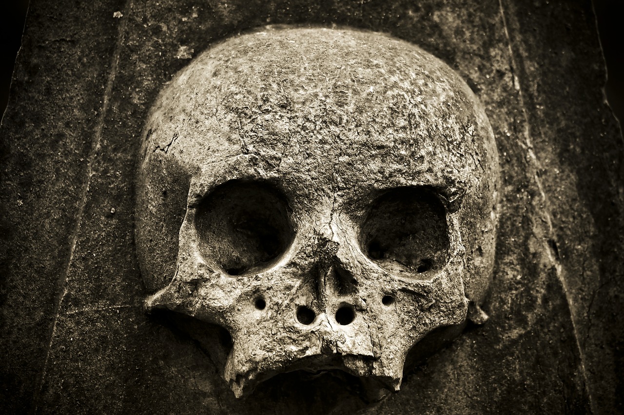 skull  skeleton  horror free photo