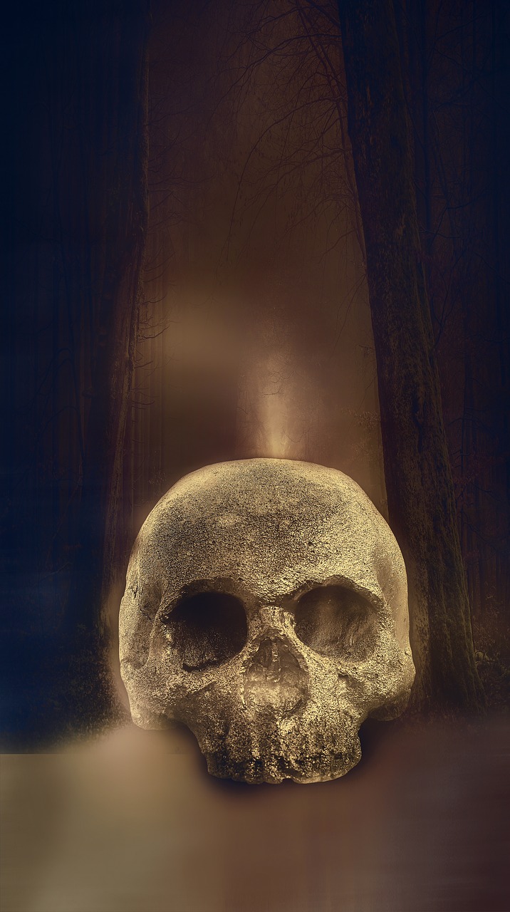 skull  skeleton  horror free photo