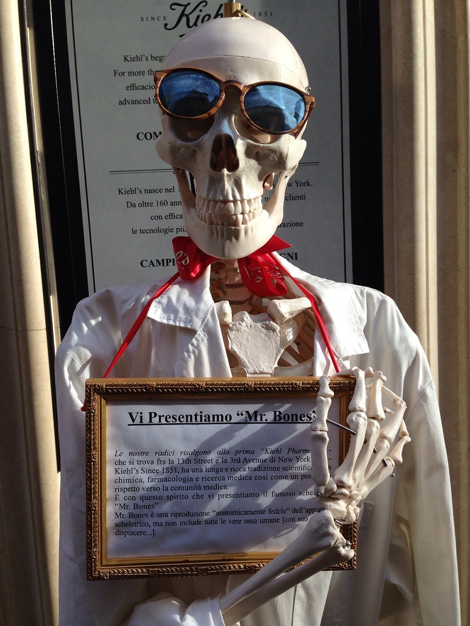 skull showcase skeleton free photo