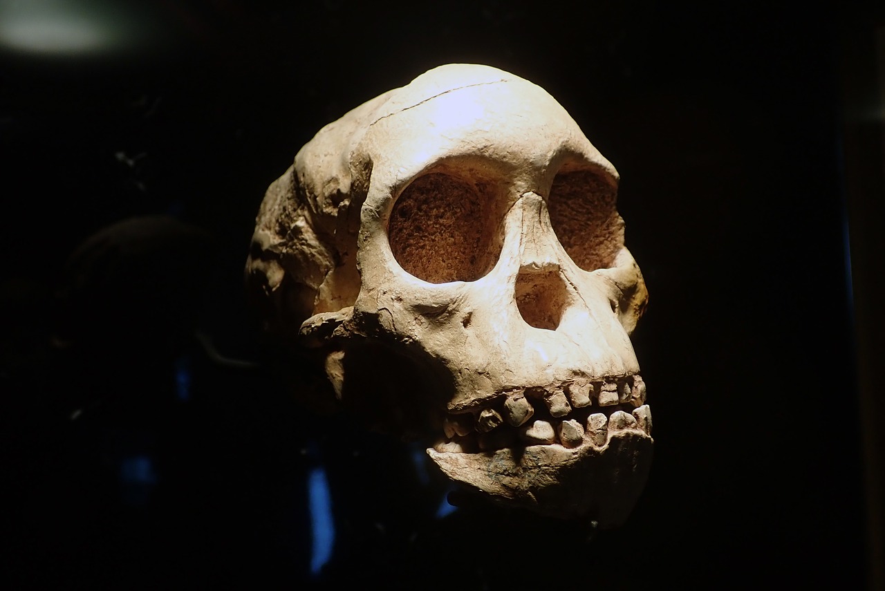 skull  anthropology  archeology free photo