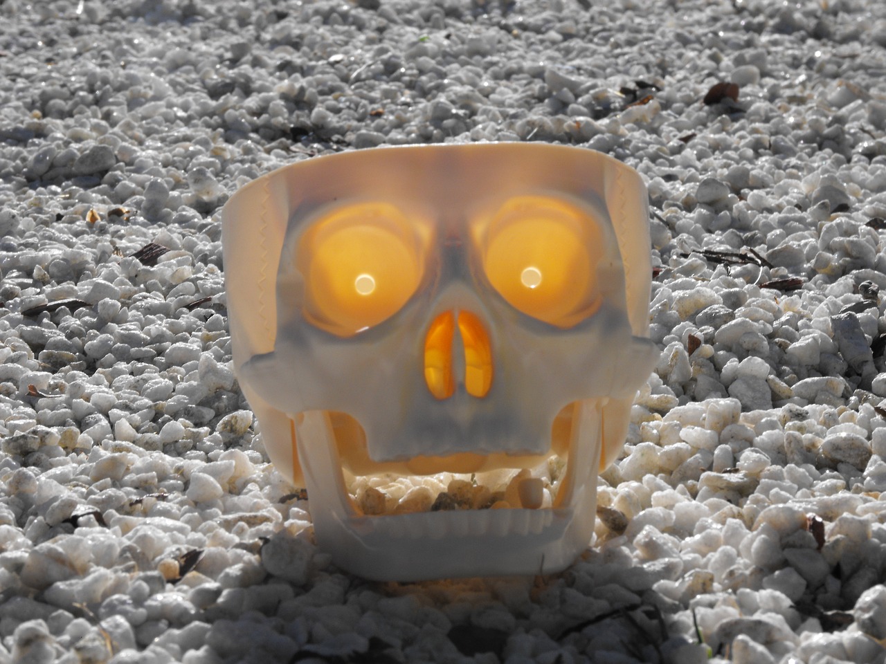 skull  plastic  halloween free photo
