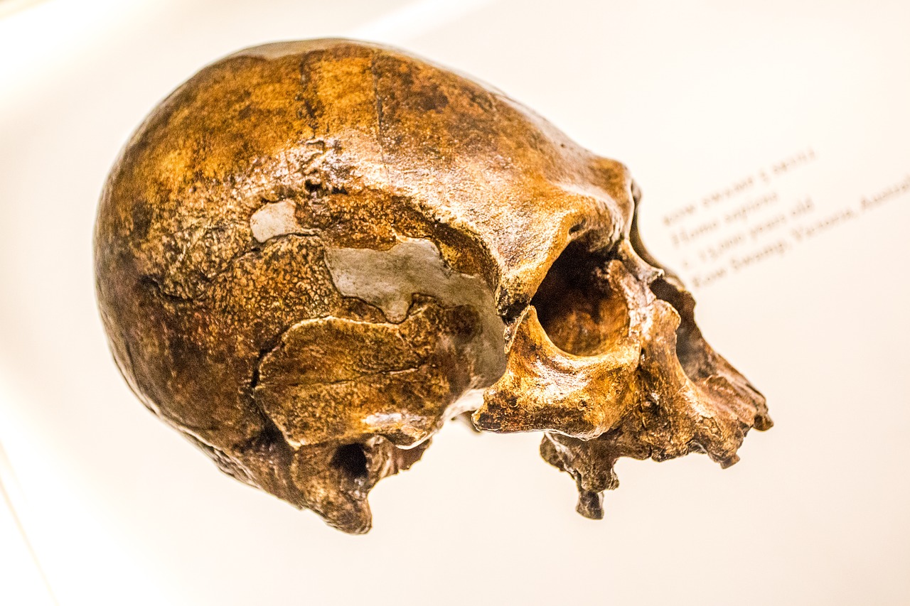 skull  head  skeleton free photo