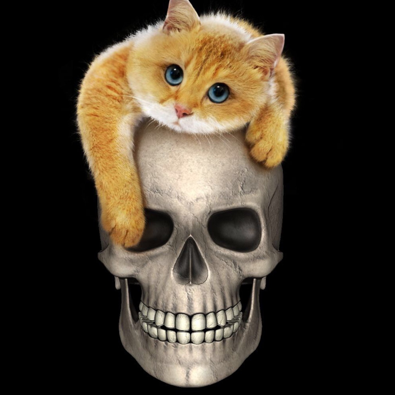 skull  cat  weird free photo