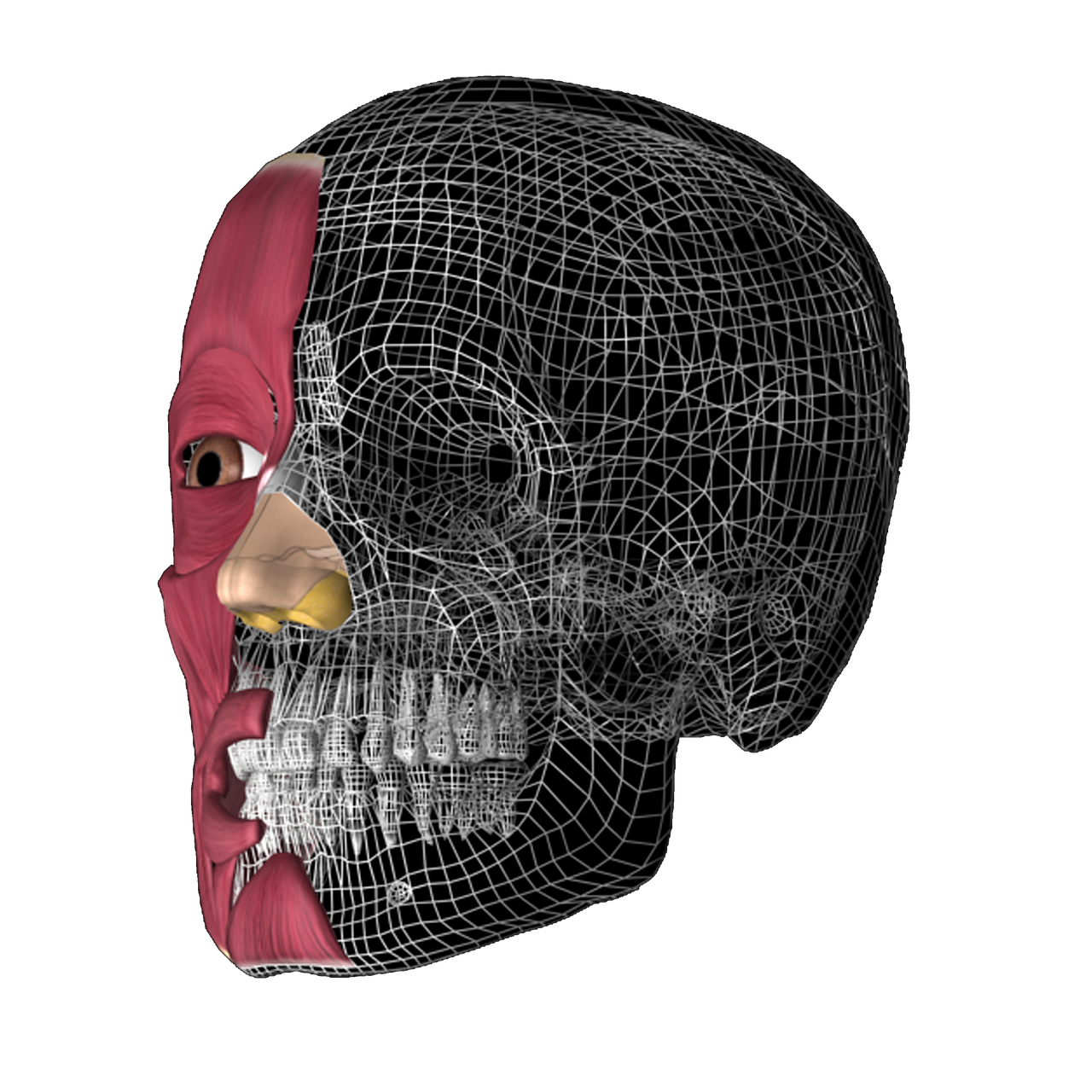 skull 3d anatomy anatomy 3d free photo