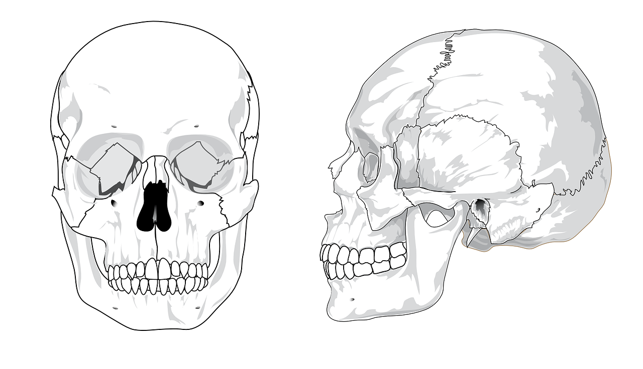 skull diagram bones free photo
