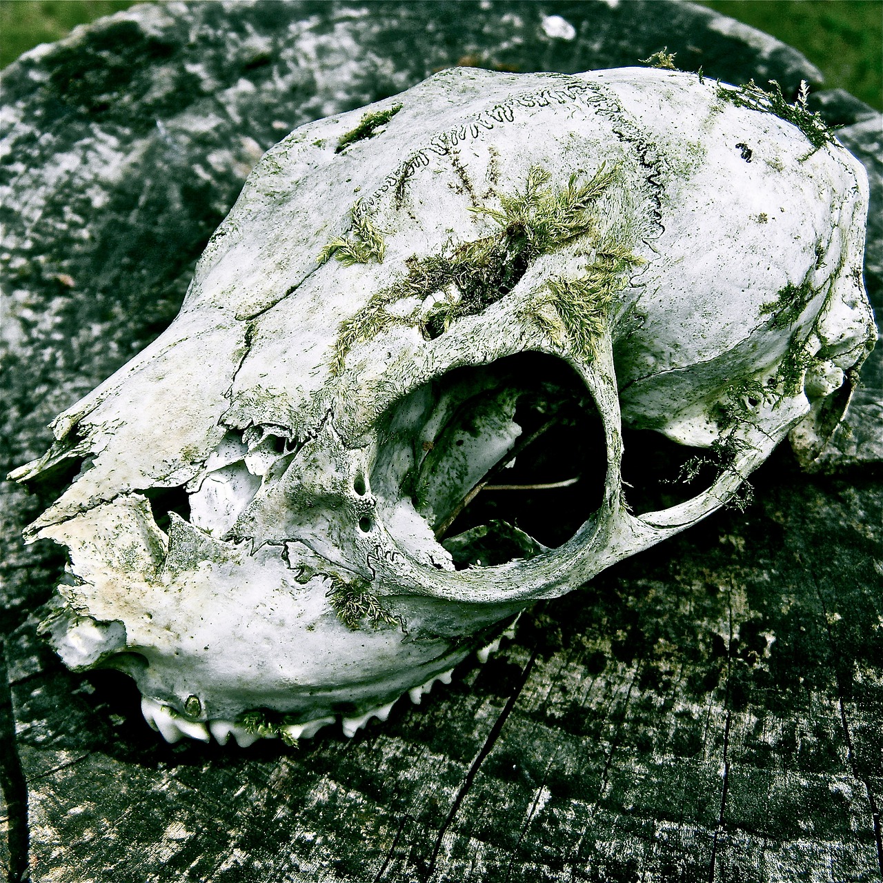 skull  bone  death free photo