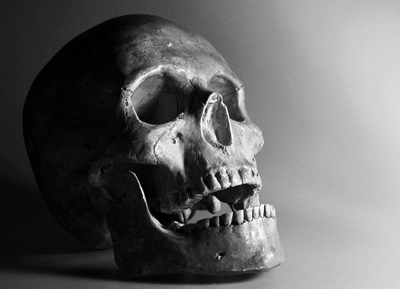 skull bone smile free photo