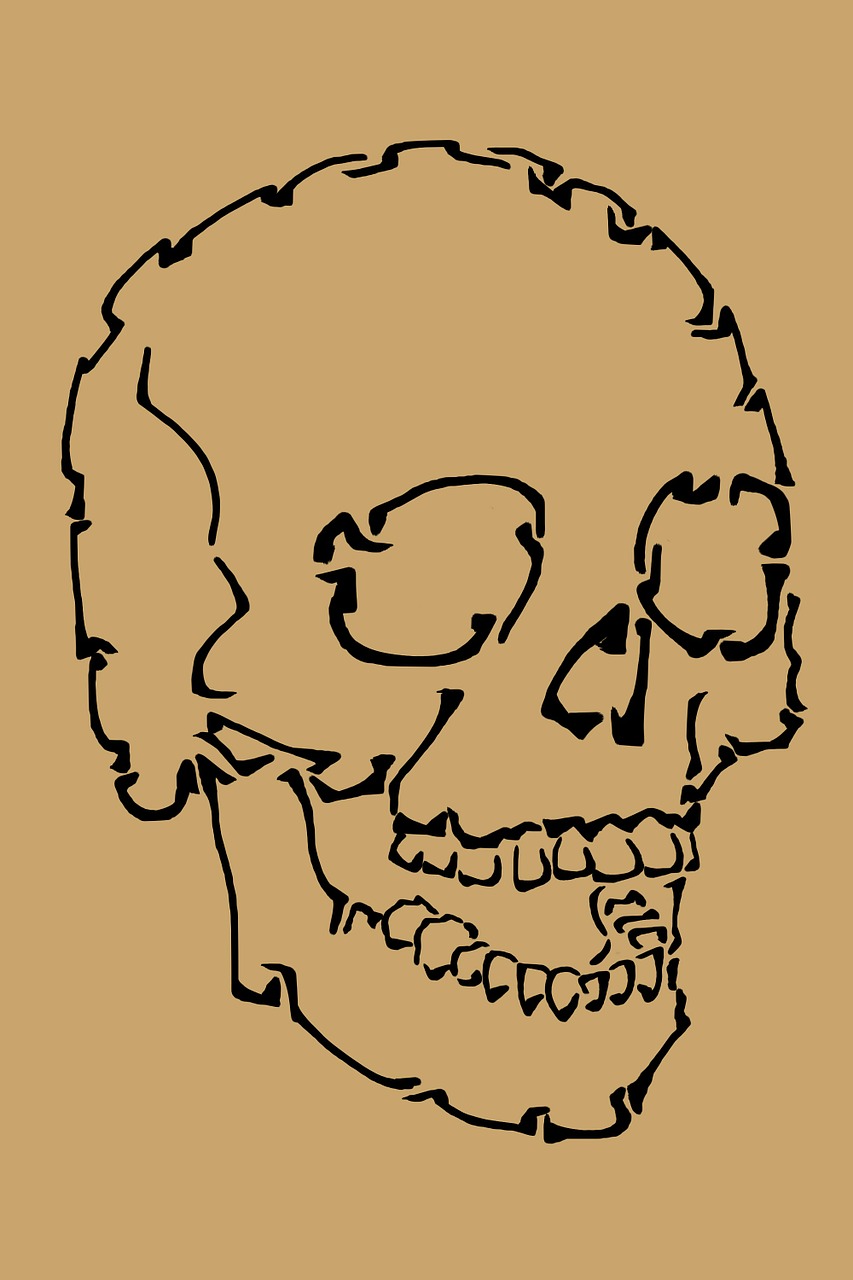 skull anatomy human free photo