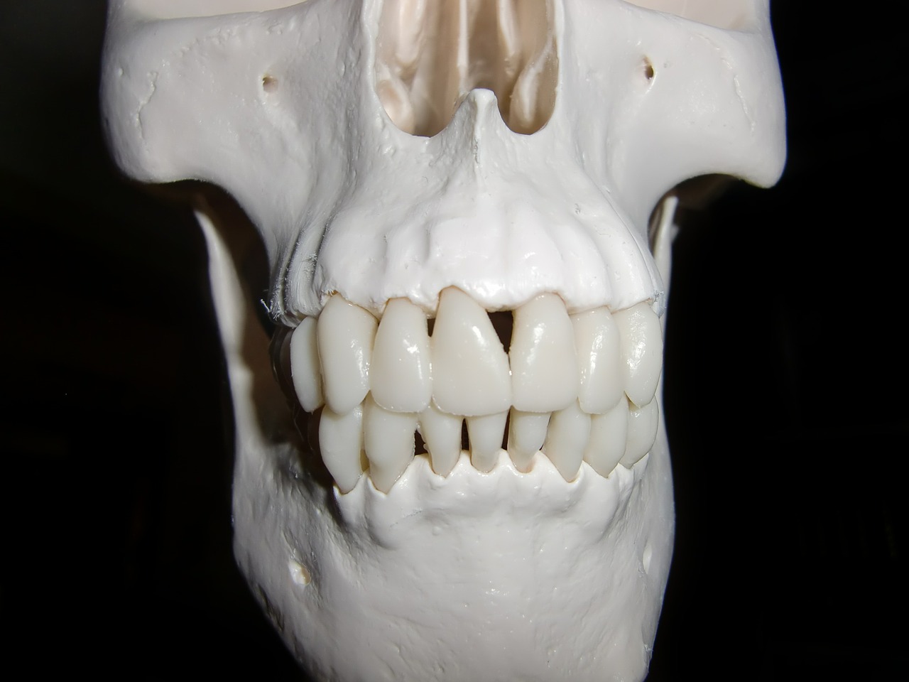 skull skeleton skull and crossbones free photo