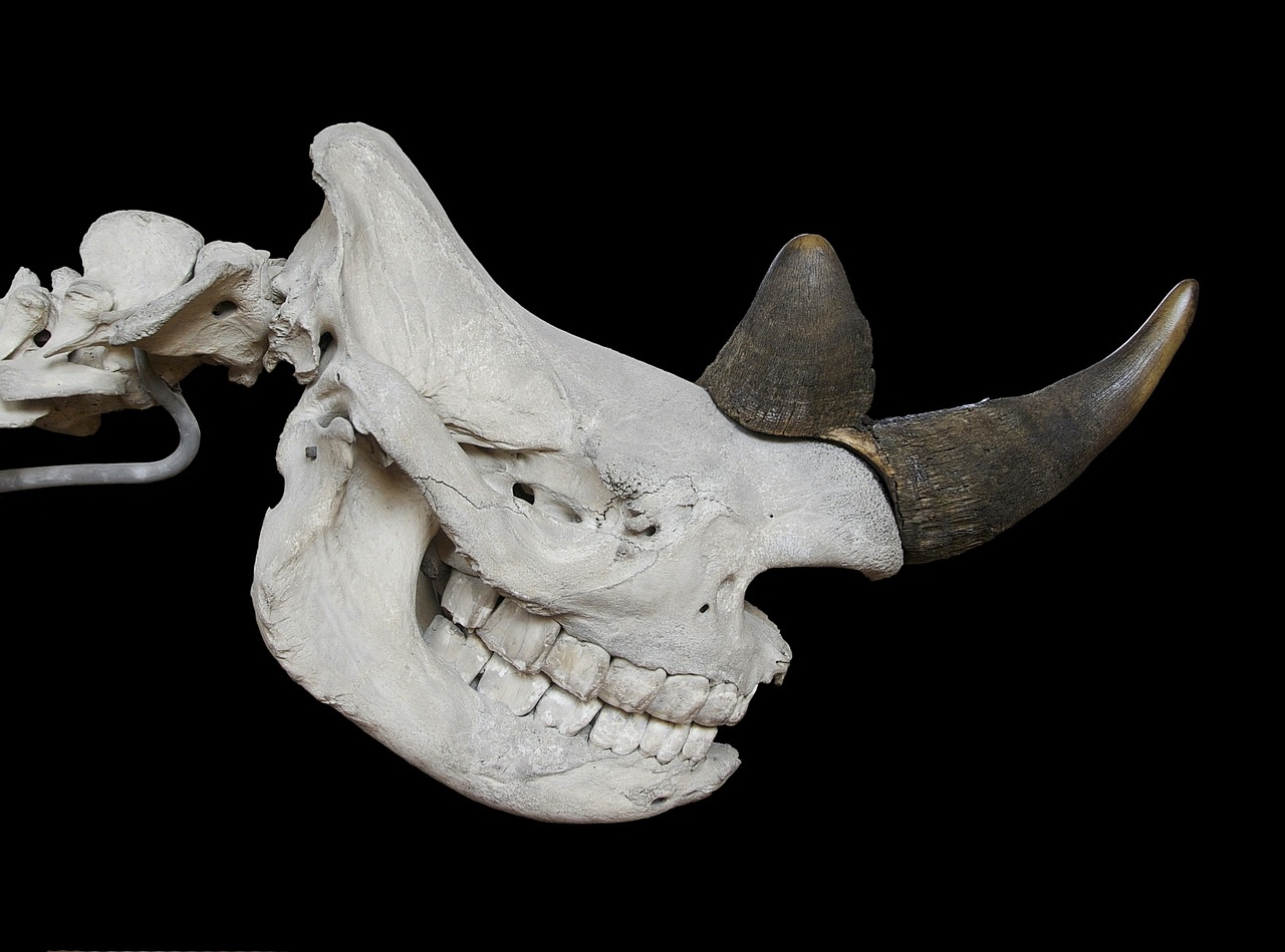 skull black rhino skeleton free photo