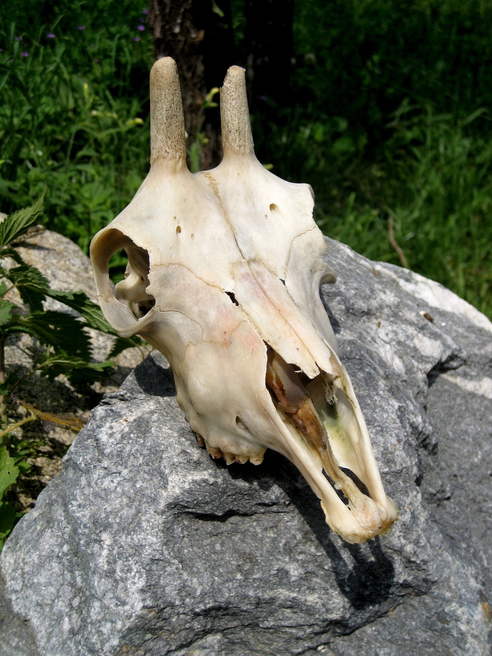 skull goat buck skeleton free photo