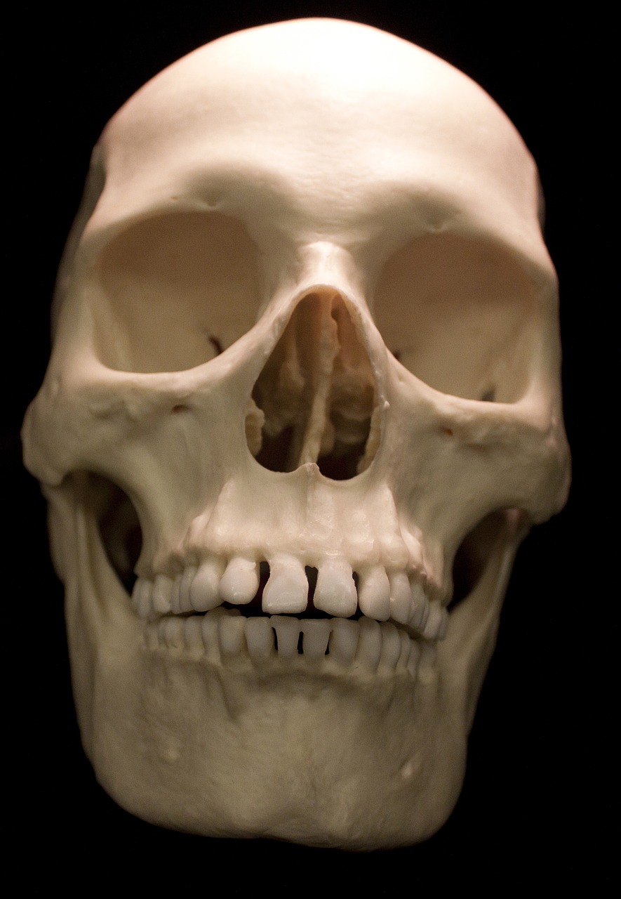 skull skeletons bones free photo
