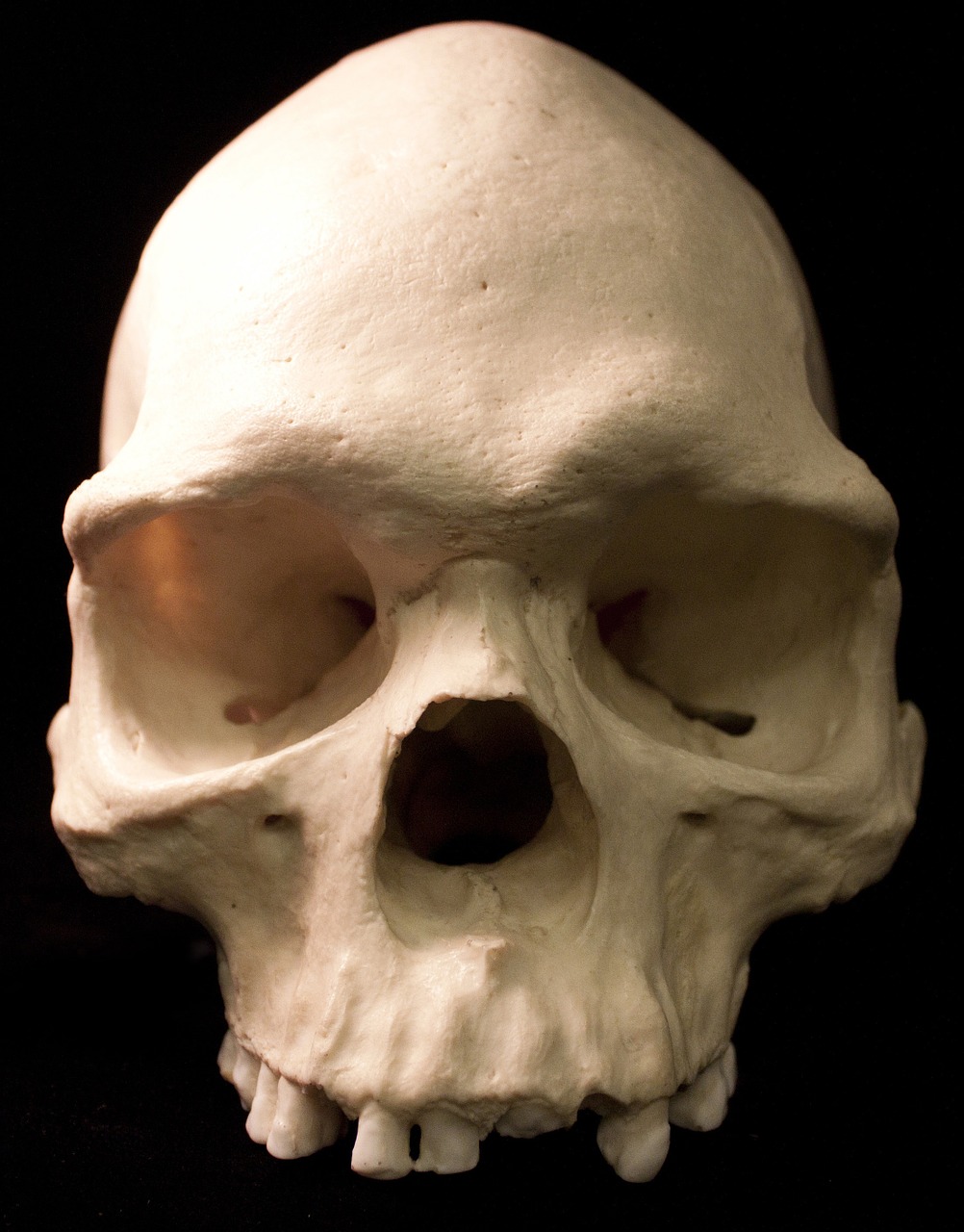 skull skeletons bones free photo