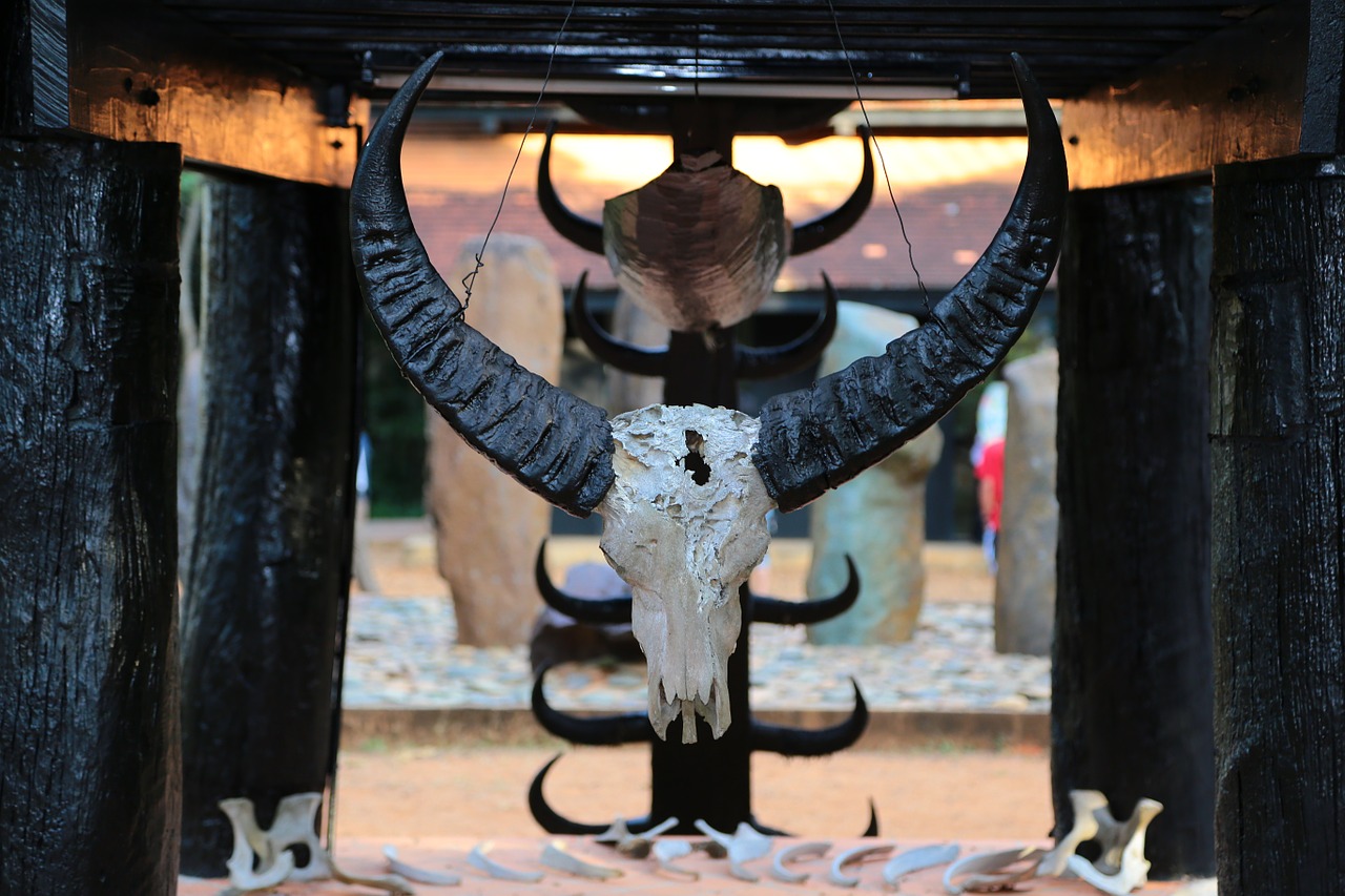 skull buffalo hunt free photo