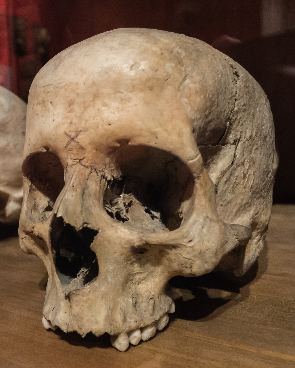 skull death skeleton free photo