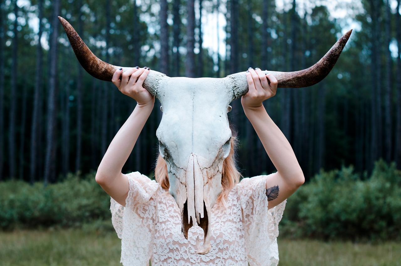 skull horns animal free photo