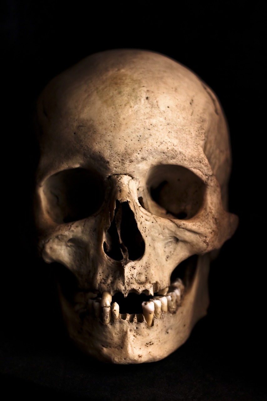 skull human head free photo