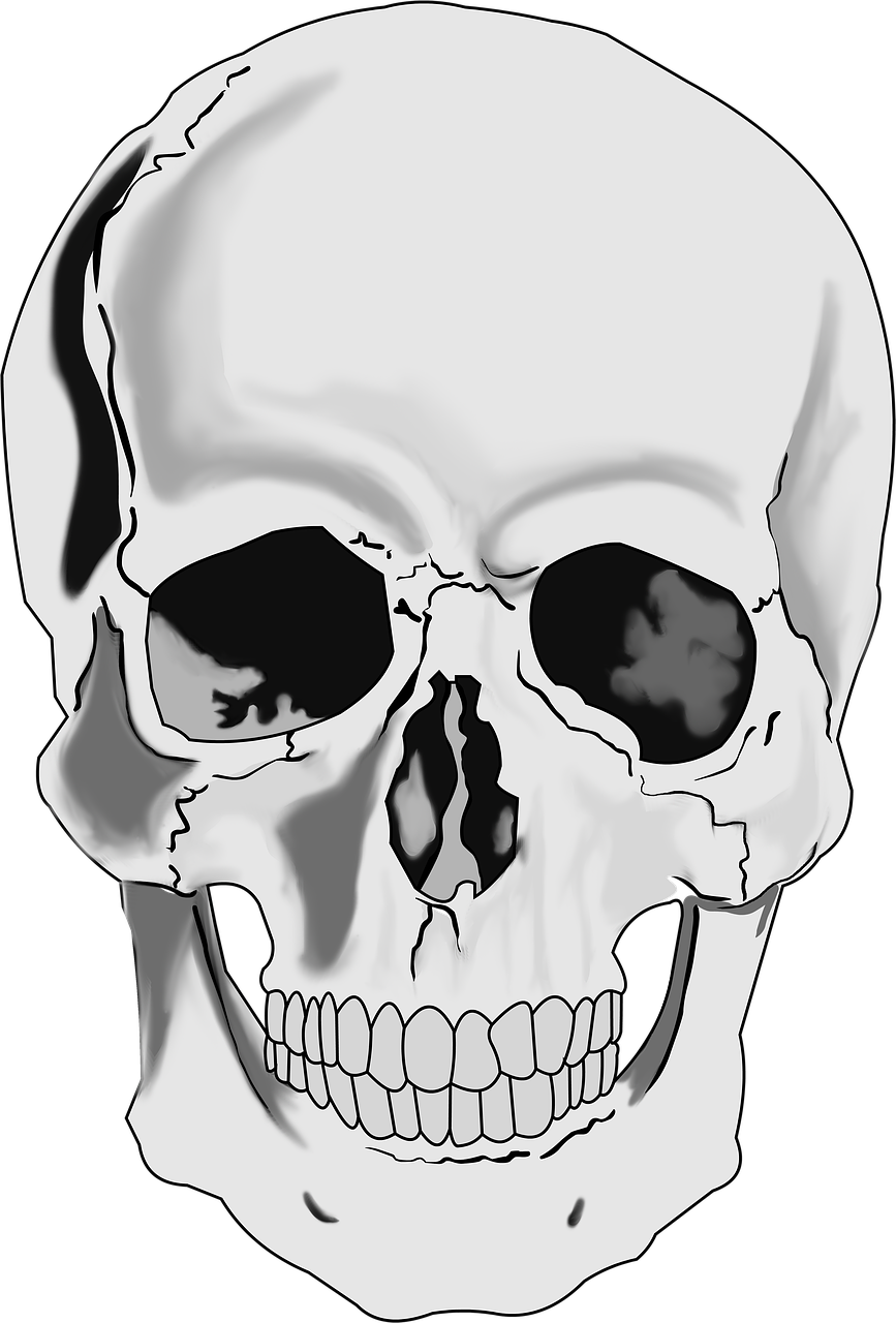 skull skeleton human skull free photo