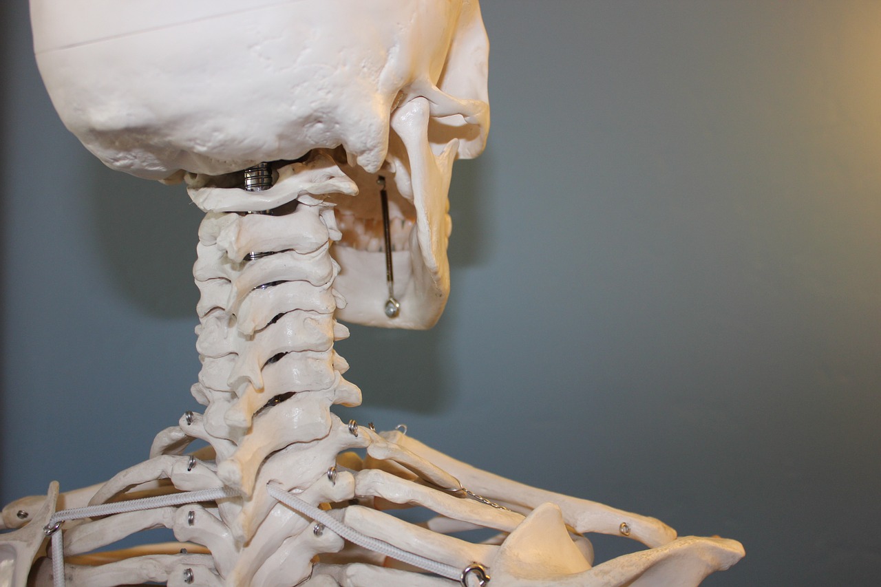 skull vertebrae anatomy free photo