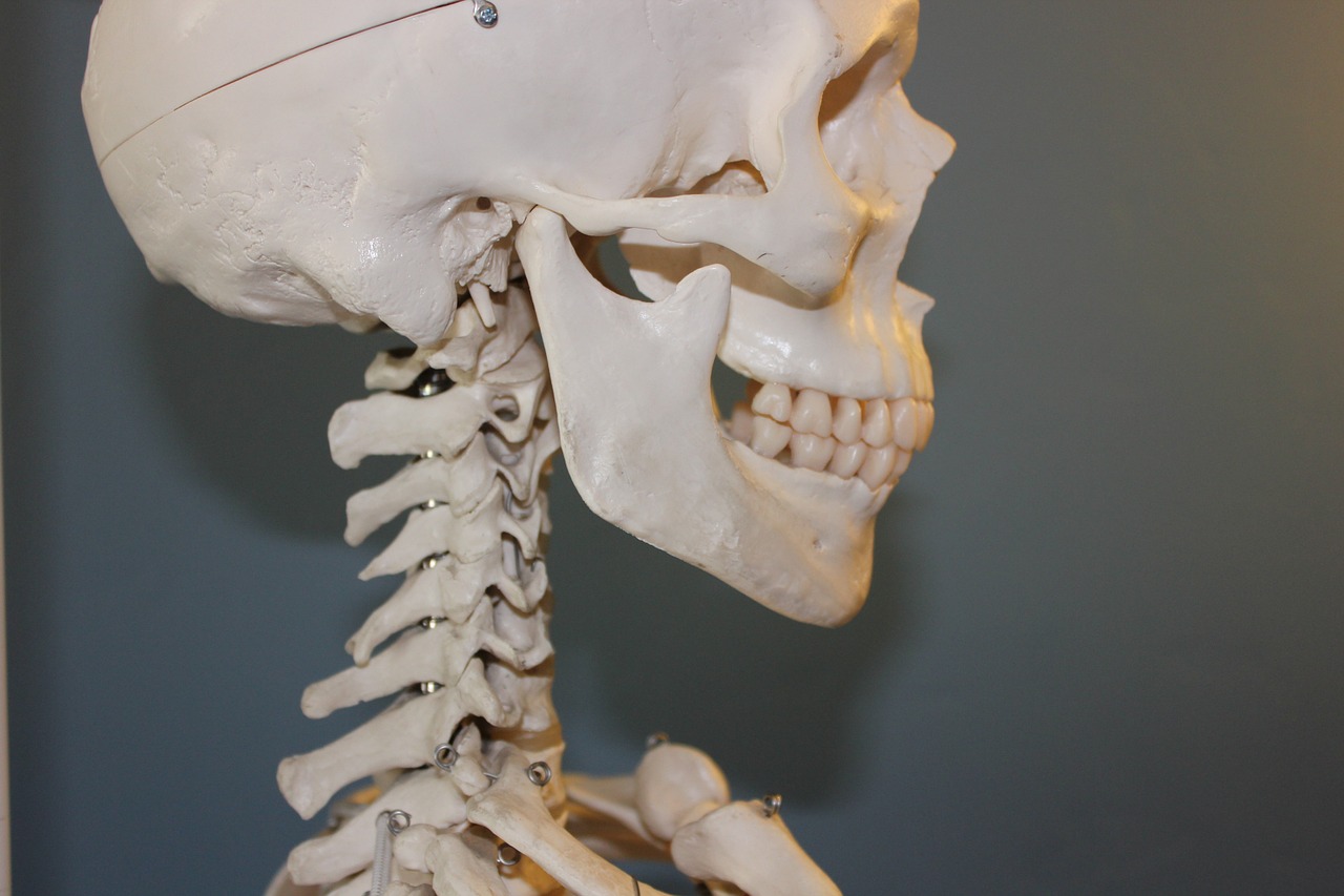skull vertebrae anatomy free photo